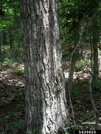 5439620