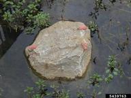 5439763
