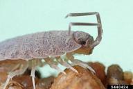 5440424