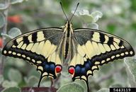 5443119