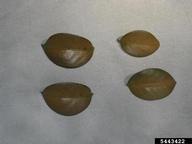 5443422
