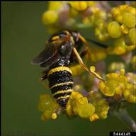 5444145