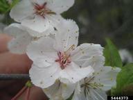 5444373