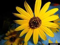 5444803