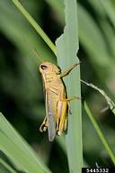 5445332