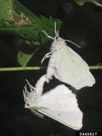 5445617