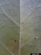 5445728
