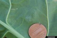 5446322