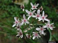 5446671