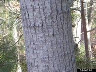 5446790