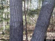 5446792