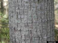 5446796