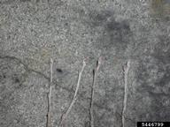 5446799