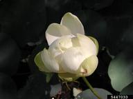 5447033