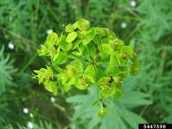 5447598
