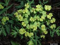 5447636