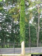 5447767
