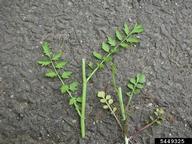 5449325