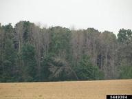 5449384