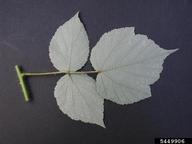 5449906