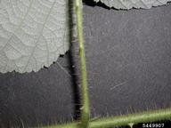 5449907