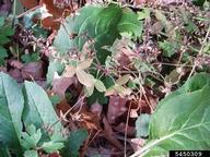 5450309