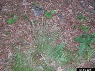 5450425