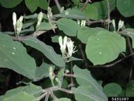 5451087