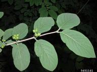 5451141