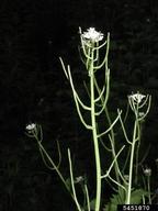 5451870