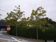 5453638