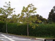 5453640