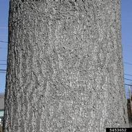 5453652