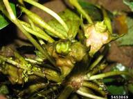 5453869