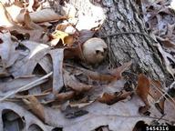 5454316