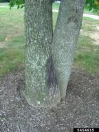 5454615