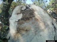 5454803