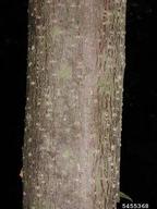 5455368