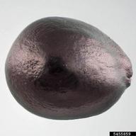 5455859