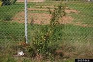 5457446