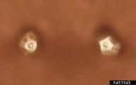 5457948