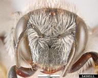 5458511