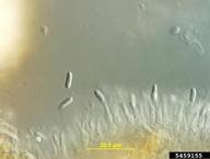 5459155