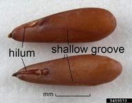 5459573