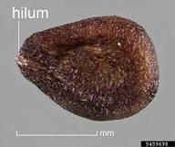5459698