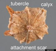 5459699