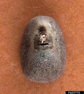 5459775
