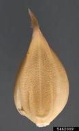 5462009