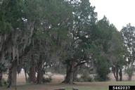 5462037