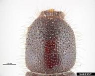 5462957
